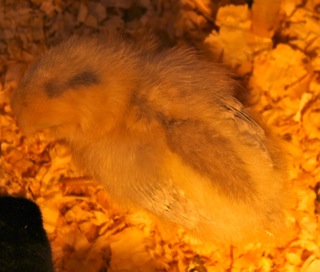 Araucana Chick (stripe).jpg