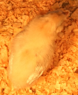 Araucana Chick (no stripe).jpg
