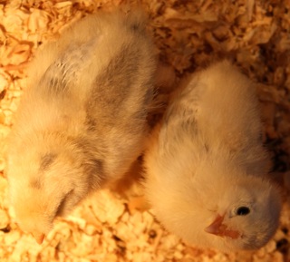Araucana Chick (both).jpg