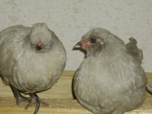 Araucana Pair at 6-8 Weeks.JPG