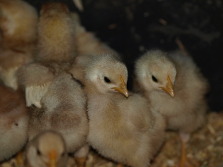 white barnevelder chicks  week old 006.jpg