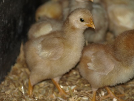white barnevelder chicks  week old 005.jpg