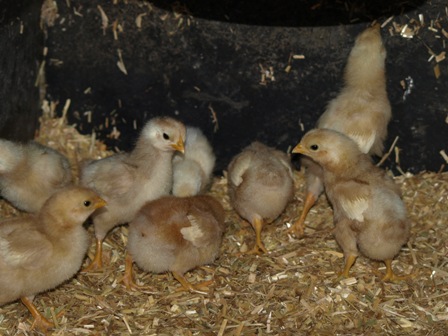 white barnevelder chicks  week old 004.jpg