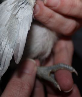 Stripe-dark leg.jpg