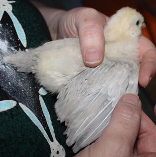 No Stripe-wing.jpg