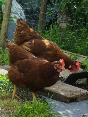 The Girls Next Door.JPG
