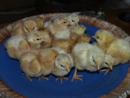white barnevelder chicks  week old 008.jpg