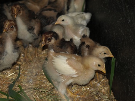 white barnevelder chicks  week old 011.jpg