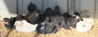 araucana+australorps.jpg