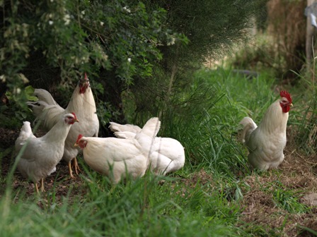 mature white barnevelders 002.jpg