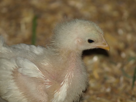 white barnevelder chicks  week old 029.jpg