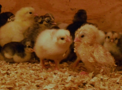 Welcome to the world little one!.jpg