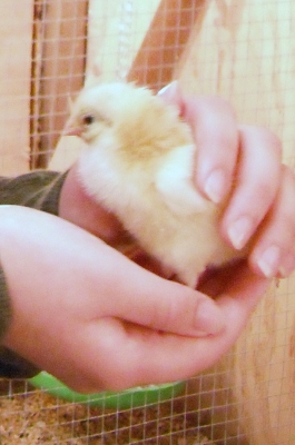 A Chick In Hand.JPG