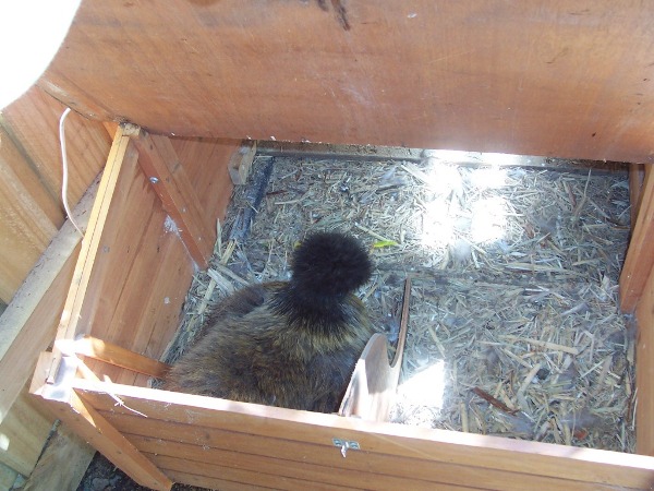 ch2 - broody on eggs.jpg