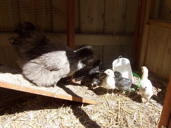 ch3 - silkie with plymouth chicks.jpg