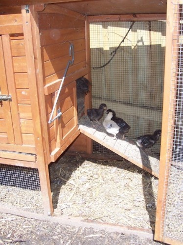 ch4 - house 2.jpg