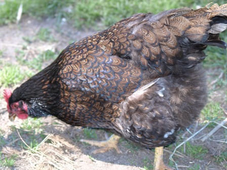 out of the brooder box, into run 001.jpg