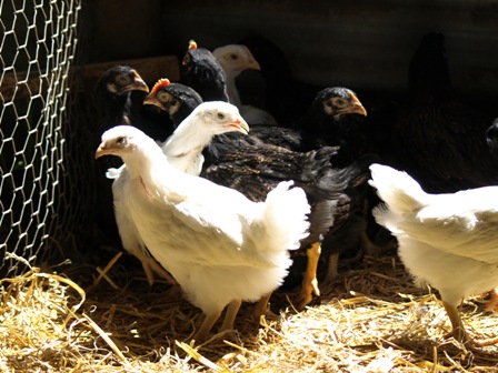 out of the brooder box, into run 003.jpg