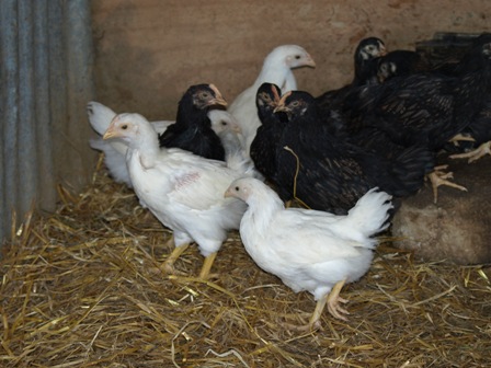 out of the brooder box, into run 006.jpg