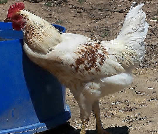 chooks 020 (640x543) (540x458).jpg