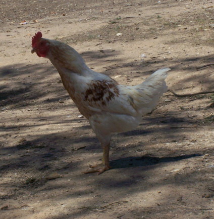 chooks 004.JPG