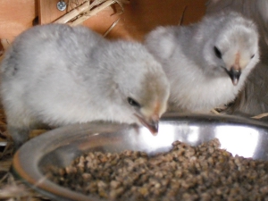 Chickie Num Nums.JPG