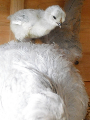 On Top Of The World, Well Actually Mum!.jpg