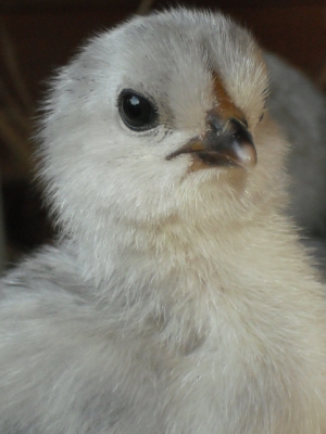 Chick with Attitude.jpg