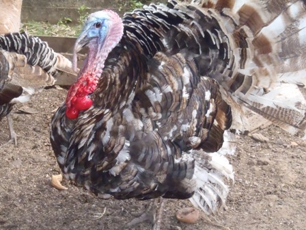 Tom 1.jpg