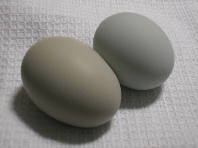 Hen 1 & Hen 2.JPG