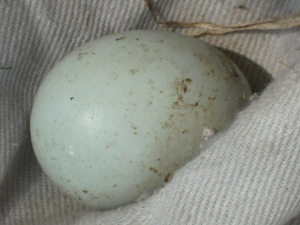 Unhatched Egg Removed.JPG