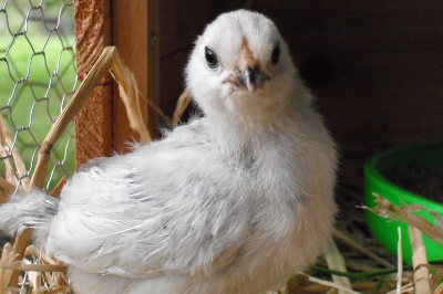 Chick 2.jpg