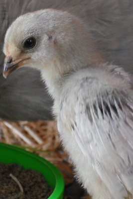 Chick 1.jpg