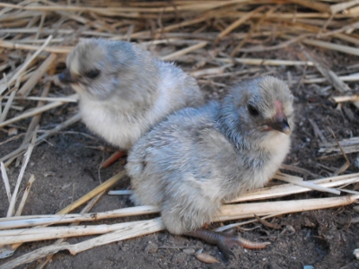 First Hatch.jpg