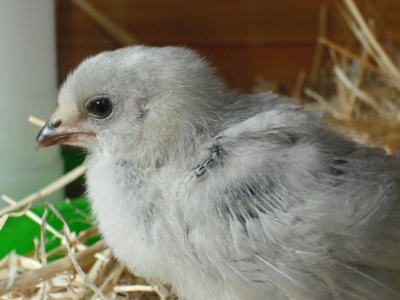 Chick 2 .JPG