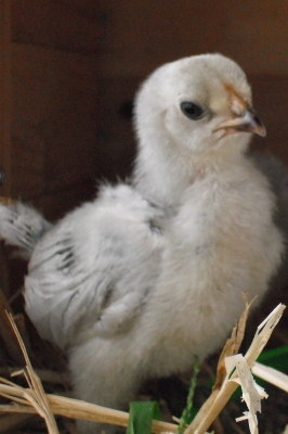Chick 1 .JPG