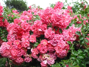 Carpet Roses 2012.JPG