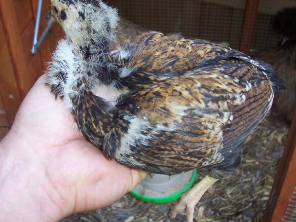 barnchick 1.jpg