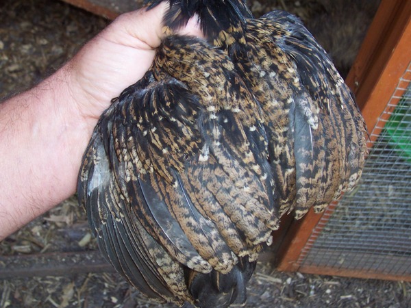 barnchick 1a.jpg