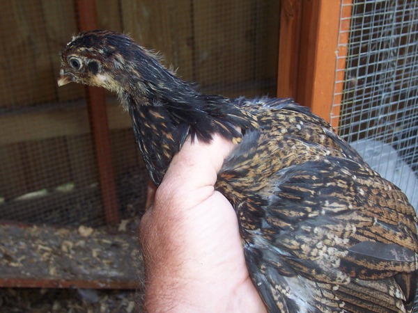 barnchick 2.jpg