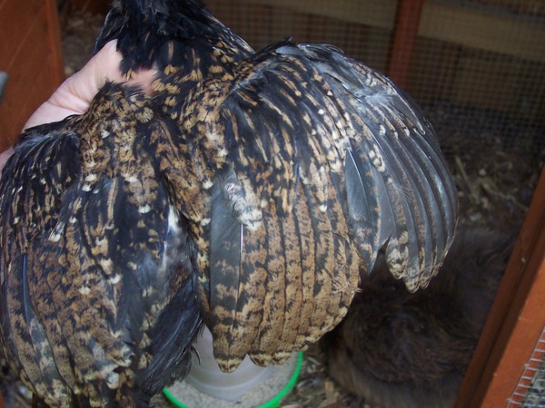 barnchick 2a.jpg