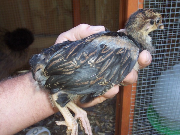 barnchick 3.jpg