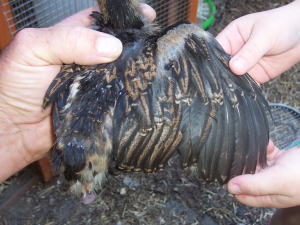 barnchick 3a.jpg