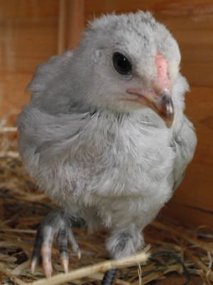 Up Close And Personal Chick 1.jpg