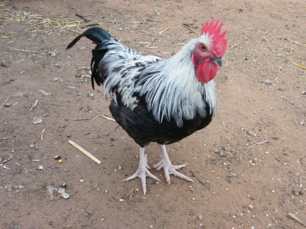 DSCF7305.JPG