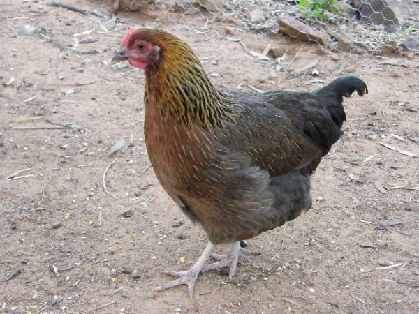 DSCF7313.JPG