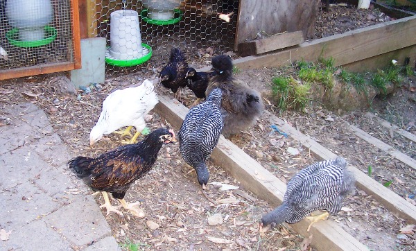 Free range chicks.jpg