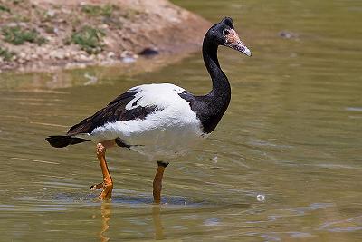 800px-Magpie_goose.jpg