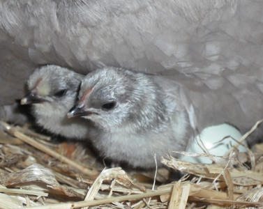 Haven't You Hatched Yet.jpg