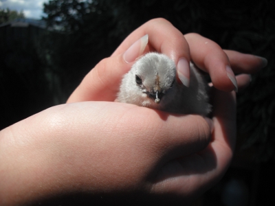 Wheezy In Hand.jpg